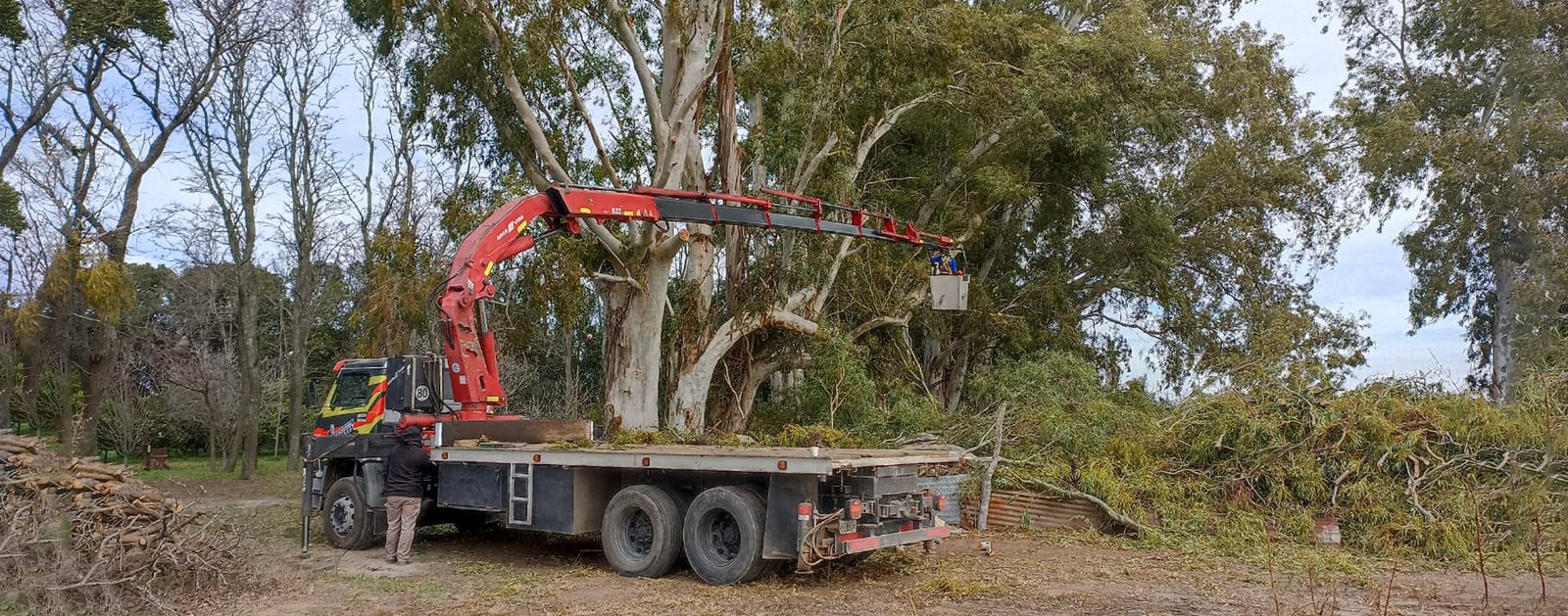 Servicios de Poda Tameper Pergamino y la zona